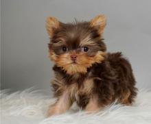 Puppies for sale yorkshire terrier - France, On