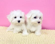 Puppies for sale maltese - Latvia, Balvi