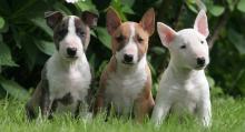 Puppies for sale bull terrier - Cyprus, Nicosia