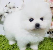 Puppies for sale pomeranian spitz - Malta, Valletta