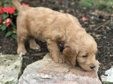 Puppies for sale , golden doodle - Slovenia, Lukovar