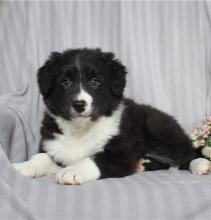 Puppies for sale border collie - Netherlands, Rotterdam