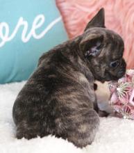 Puppies for sale french bulldog - Germany, Berlin