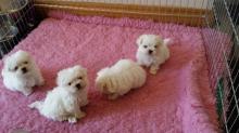 Puppies for sale maltese - Germany, Berlin