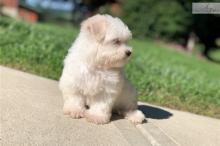 Puppies for sale maltese - Czech Republic, Bratislava