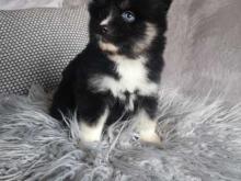 Puppies for sale , pomsky - France, Paris. Price 10 €