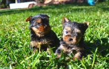 Puppies for sale yorkshire terrier - Slovakia, Karlovy Vary