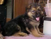 Puppies for sale german shepherd dog - United Kingdom, Edinburgh