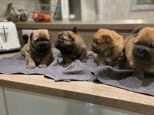 Puppies for sale chow chow - Poland, Warsaw. Price 11 €