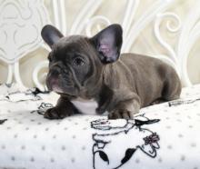 Puppies for sale french bulldog - Germany, Karlstadt