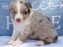 Puppies for sale australian shepherd - Italy, Turin