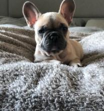 Puppies for sale french bulldog - Portugal, Lisbon. Price 12 €