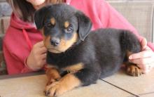 Puppies for sale rottweiler - Germany, Munich