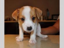 Puppies for sale jack russell terrier - Slovakia, Bratislava