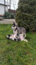 Puppies for sale haski - Armenia, Gyumri