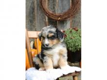 Puppies for sale australian shepherd - Ireland, Dublin. Price 11 €