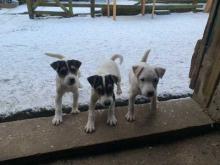 Puppies for sale jack russell terrier - Italy, Turin. Price 12 €