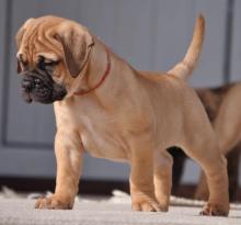 Puppies for sale bullmastiff - Finland, Helsinki