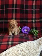 Puppies for sale toy-poodle - Finland, Lapperanta