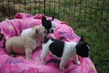 Puppies for sale french bulldog - Austria, Linz