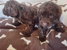 Puppies for sale cocker spaniel - Germany, Baden-Baden
