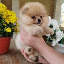 Puppies for sale pomeranian spitz - Belarus, Mogilev