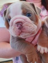 Puppies for sale english bulldog - Sweden, Leksand