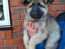 Puppies for sale german shepherd dog - Greece, Thessaloniki. Price 11 €