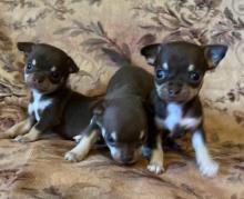 Puppies for sale chihuahua - Spain, Madrid. Price 10 €