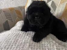 Puppies for sale chow chow - Germany, Braunschweig