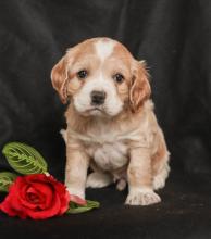 Puppies for sale cocker spaniel - Canada, Alberta, Calgary