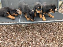 Puppies for sale rottweiler - Hungary, Budapest. Price 600 $