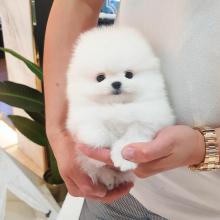 Puppies for sale pomeranian spitz - Ukraine, Chernihiv