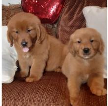 Puppies for sale golden retriever - Malta, Valletta