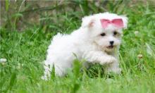 Puppies for sale maltese - Estonia, Sillamyae