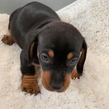 Puppies for sale dachshund - Finland, Helsinki