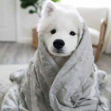 Puppies for sale samoyed dog (samoyed) - Canada, Alberta, Edmonton