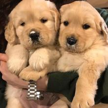 Puppies for sale golden retriever - Sweden, Stockholm