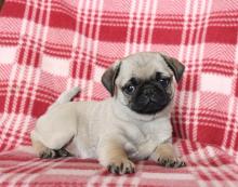 Puppies for sale pug - Sweden, Leksand