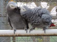 Puppies for sale other breed, african gray parrots - Ireland, Cork. Price 15 €