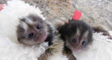 Puppies for sale other breed, marmoset monkeys - Ireland, Dublin. Price 12 €