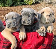 Puppies for sale italian corso dog - Denmark, Kopenagen