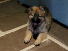 Puppies for sale german shepherd dog - Portugal, Lisbon. Price 11 €