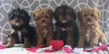 Puppies for sale , cavapoo - Denmark, Aalborg