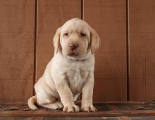 Puppies for sale labrador - Cyprus, Larnaca