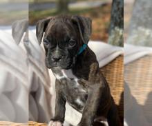 Puppies for sale boxer - Latvia, Cesis