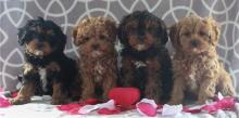 Puppies for sale , cavapoo - Austria, Linz