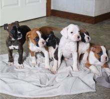 Puppies for sale boxer - Spain, Madrid