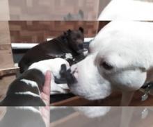 Puppies for sale american pit-bull terrier - Canada, Alberta, Edmonton