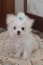 Puppies for sale maltese - Ukraine, Dnipropetrovsk